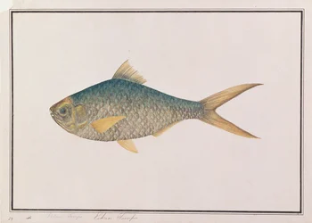 Sábalo, de Dibujos de peces de Malaca, c.1805-18
